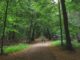 Der Sachsenwald ist im Hamburger Umland. Die Bäume sind alt und dementsprechend hoch. Ein tolles Erlebnis für Kinder. Ein umfangreicher Artikel über dieses schöne Fleckchen Erde in Schleswig-Holstein folgt selbstverständlich noch.