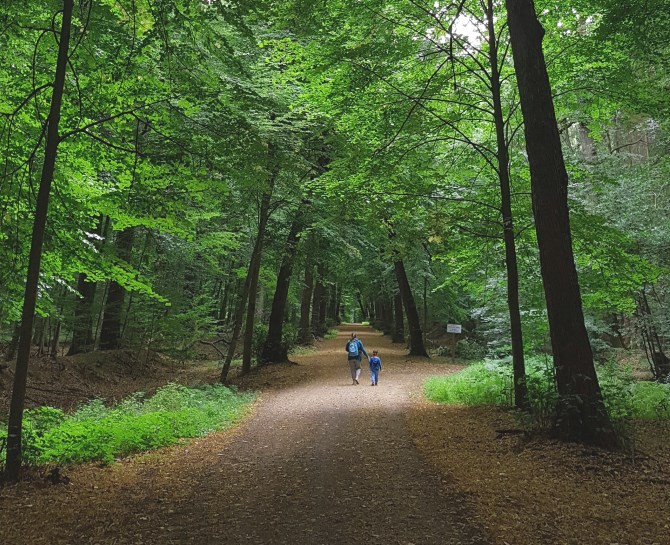 Der Sachsenwald ist im Hamburger Umland. Die Bäume sind alt und dementsprechend hoch. Ein tolles Erlebnis für Kinder. Ein umfangreicher Artikel über dieses schöne Fleckchen Erde in Schleswig-Holstein folgt selbstverständlich noch. 